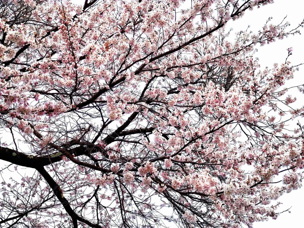 駅の桜