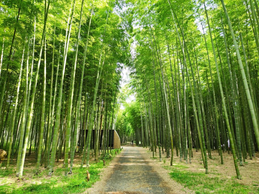 竹林の遊歩道